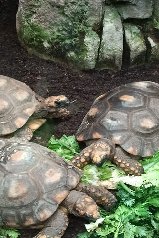 Tortoise Feast Time! 🐢🥬