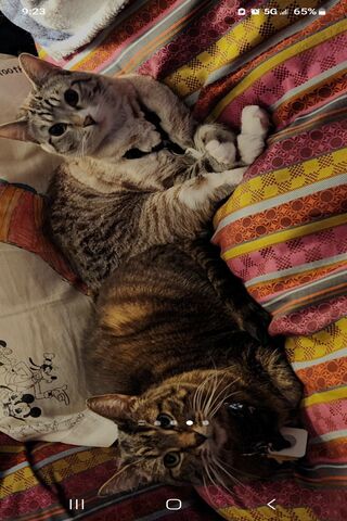 Cozy Cat Companions 🐾❤️