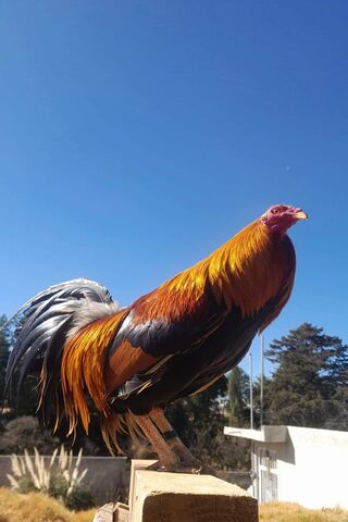 Majestic Rooster in the Sun 🌞🐔