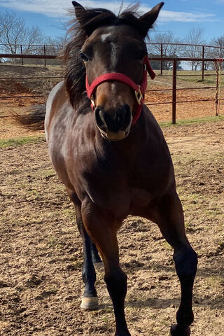 Playful Horse in the Pa..