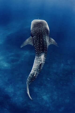 Majestic Whale Shark Gliding Through the Deep 🌊🐋