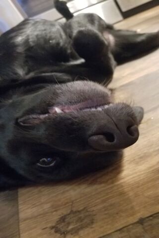 Happy Pup Chilling Out 🐾