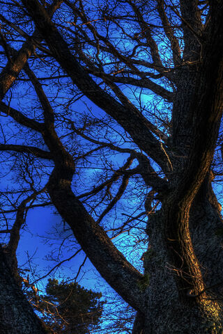 Tree Branches
