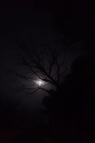 Enigmatic Moonlit Night..