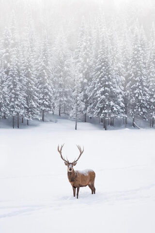 Majestic Stag in a Winter Wonderland ❄️🦌