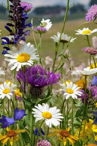 Vibrant Wildflower Mead..