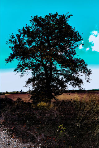 Nature's Bold Silhouett..
