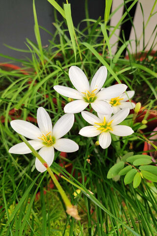 White Lily ??