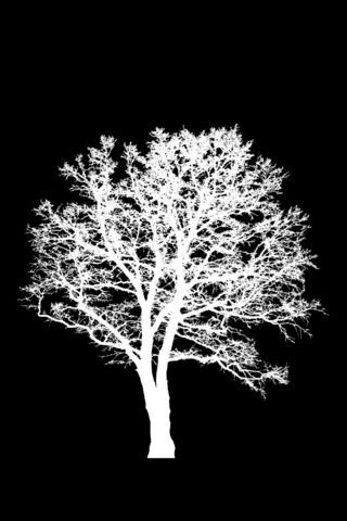 Elegant Silhouette of a Tree 🌳✨