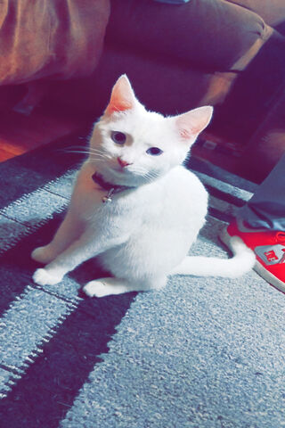 White Kitten