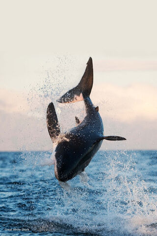 Whale Shark BW