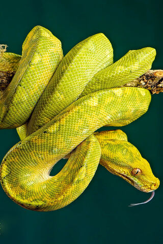 Vibrant Green Python 🌿🐍
