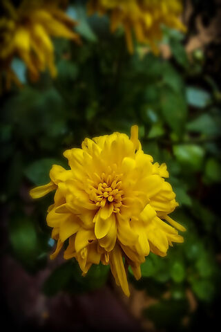 Yellow Flower