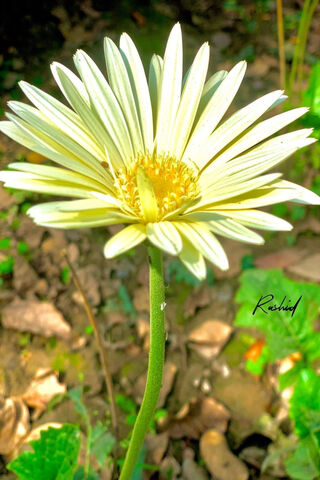 Radiant Yellow Daisy 🌼