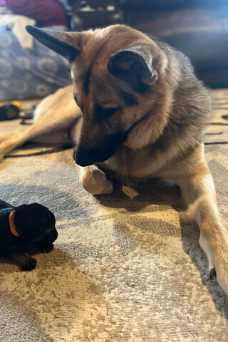Zeus & Wilbur