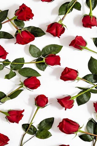 🌹 A Sea of Red Roses 🌹