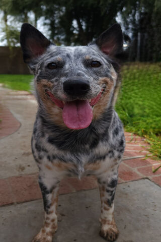 Happy Pup in the Sun! �..