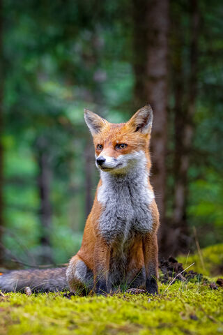 Majestic Forest Fox 🦊🌲