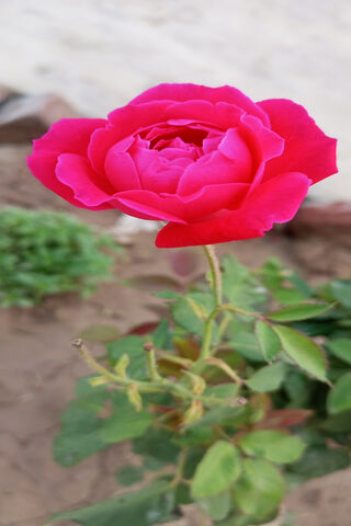 Beautiful Pink Rose 🌹