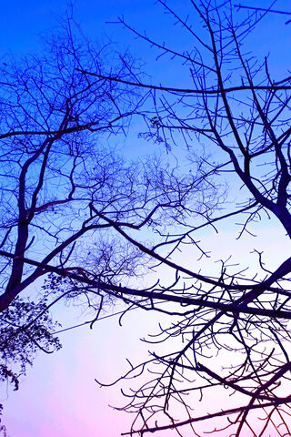 Twilight Silhouette 🌅🌳