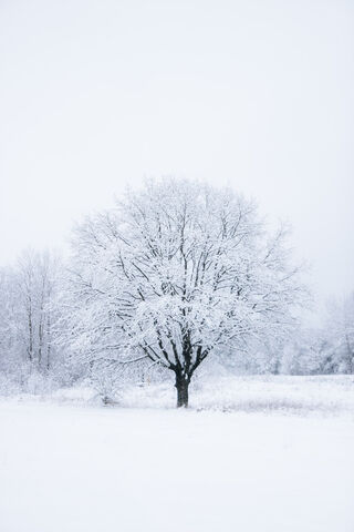 Bosco's Tree