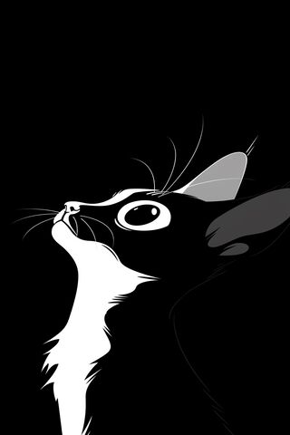 Curious Cat 🐾✨