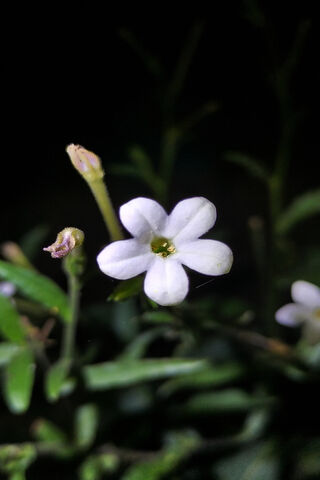 Delicate Night Bloom 🌼✨