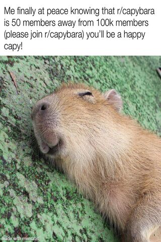 Cute Capybara