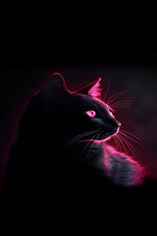 Mysterious Midnight Cat..