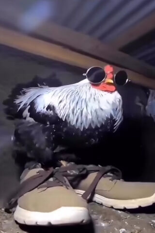 Cool Chicken Vibes 🐔😎