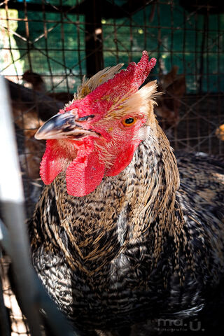Proud Rooster in the Coop 🐔✨