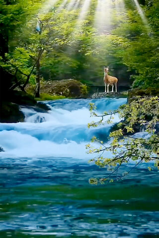 Deer Waterfall HD