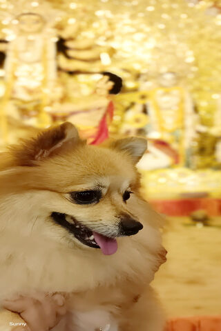 Joyful Pomeranian Amidst Festive Lights 🎉🐾