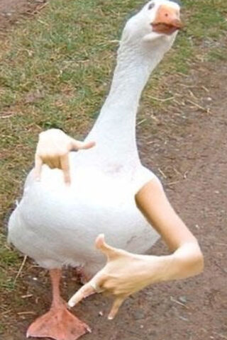 Cool Goose Vibes 🦢✌️