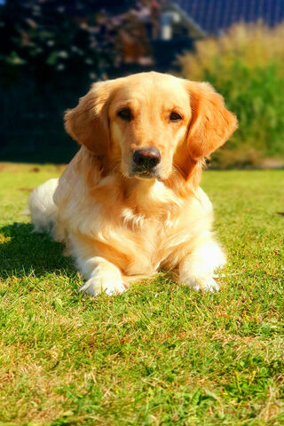 Golden Sunshine ☀️🐾