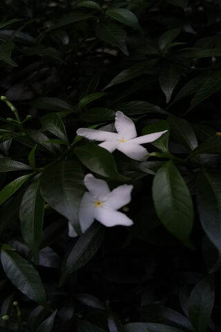 Elegant White Blossoms ..