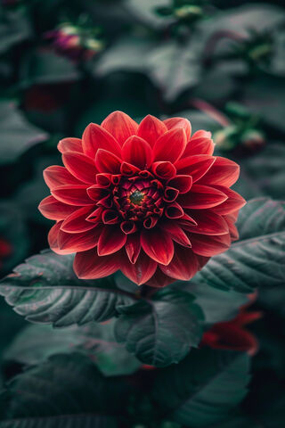 Radiant Red Dahlia 🌺✨