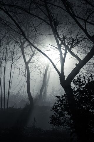Enigmatic Foggy Forest ..