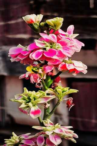 Blossoms of Joy 🌸✨