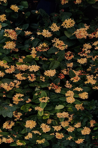 Blooming Beauty 🌼✨