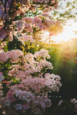 Blossoms in the Golden Hour 🌸🌅