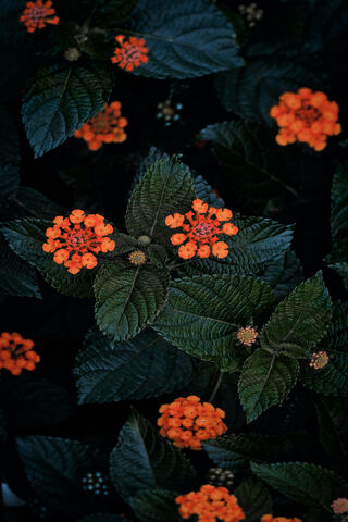 Vibrant Lantana Blooms ..