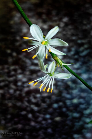 Delicate Blossoms 🌼✨