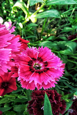 Vibrant Pink Blossoms 🌸