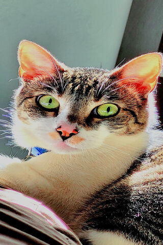 Gumball Cat