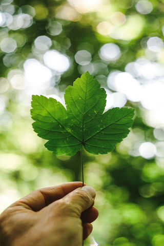 Green Leaf