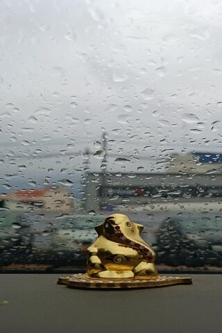 Lucky Frog on a Rainy D..
