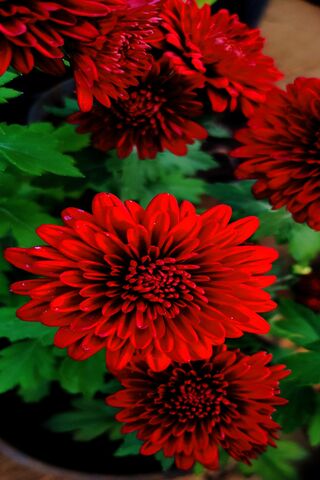 Radiant Red Chrysanthem..