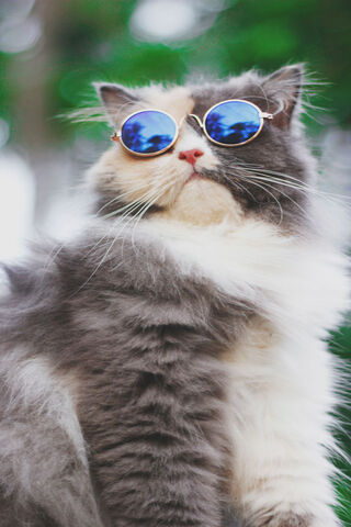Cool Cat Vibes 😎🐾