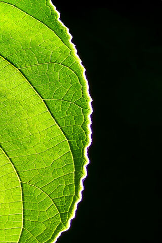 Green Leaf